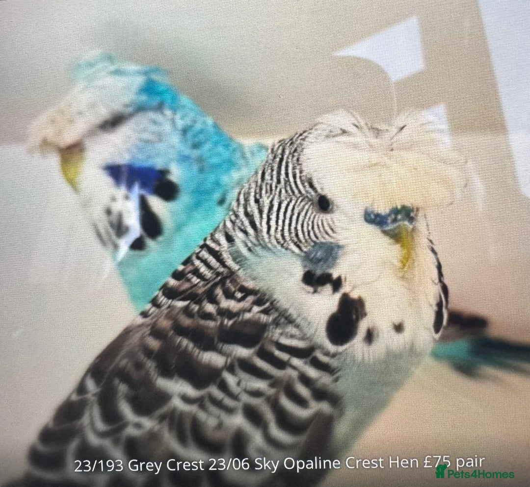 Budgerigars birds for sale: Exhibition budgie flock  - Image 16