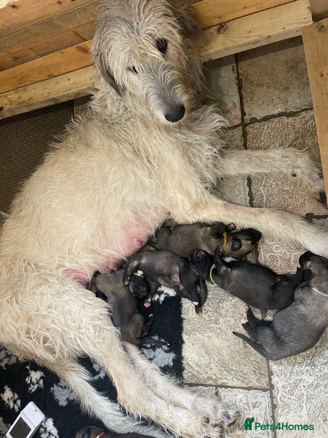 Irish Wolfhound dogs for sale: Irish Wolfhound full pedigree puppies for sale  - Advert 2