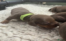 Miniature Dachshund dogs for sale: Miniature dachshund puppies  - Image 13