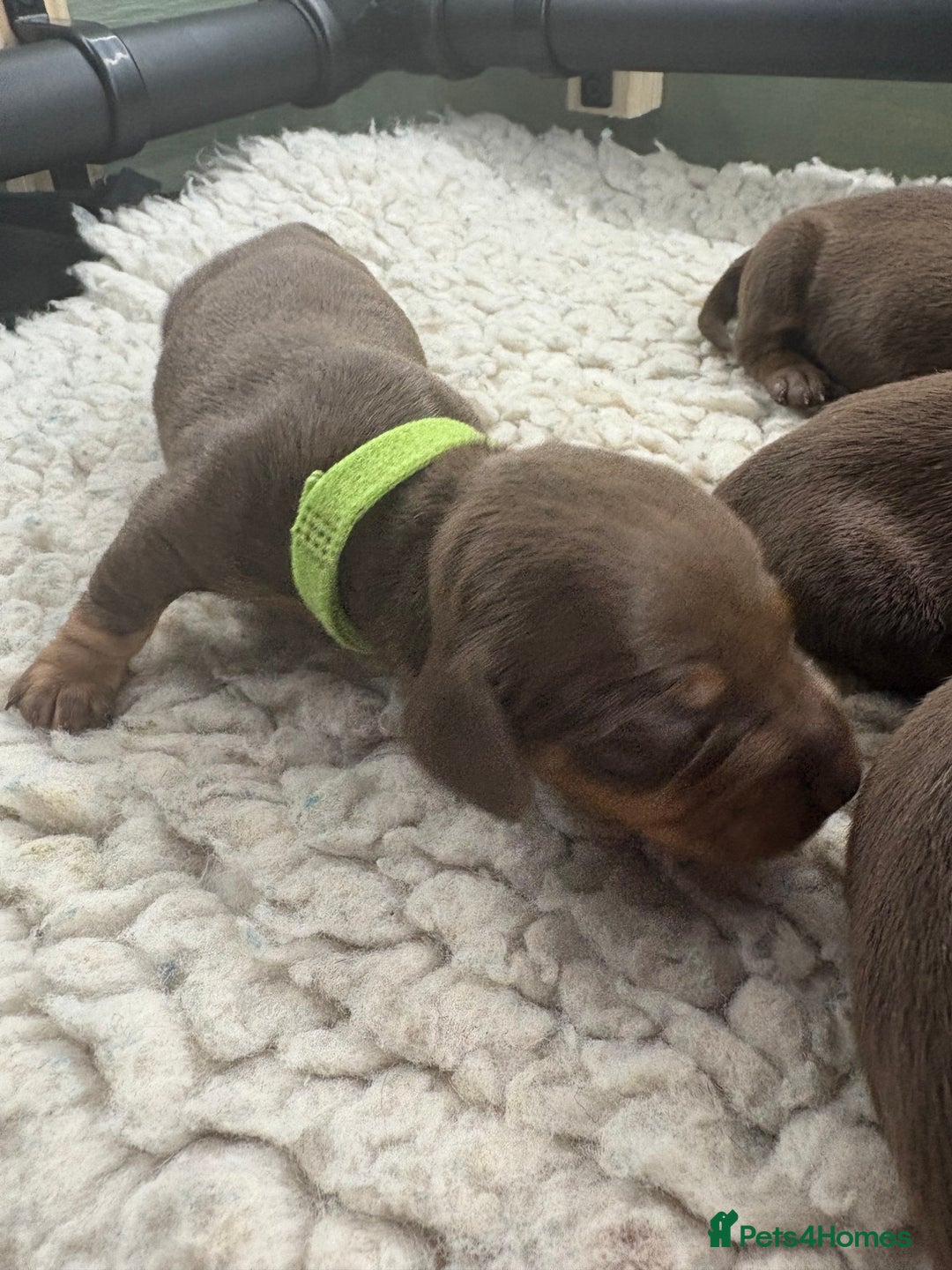 Miniature Dachshund dogs for sale: Miniature dachshund puppies  - Image 13