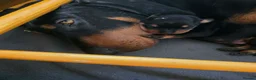 Mixed Breed dogs for sale: Lithuanian Hound puppies looking forever home in Peterborough - Advert 2