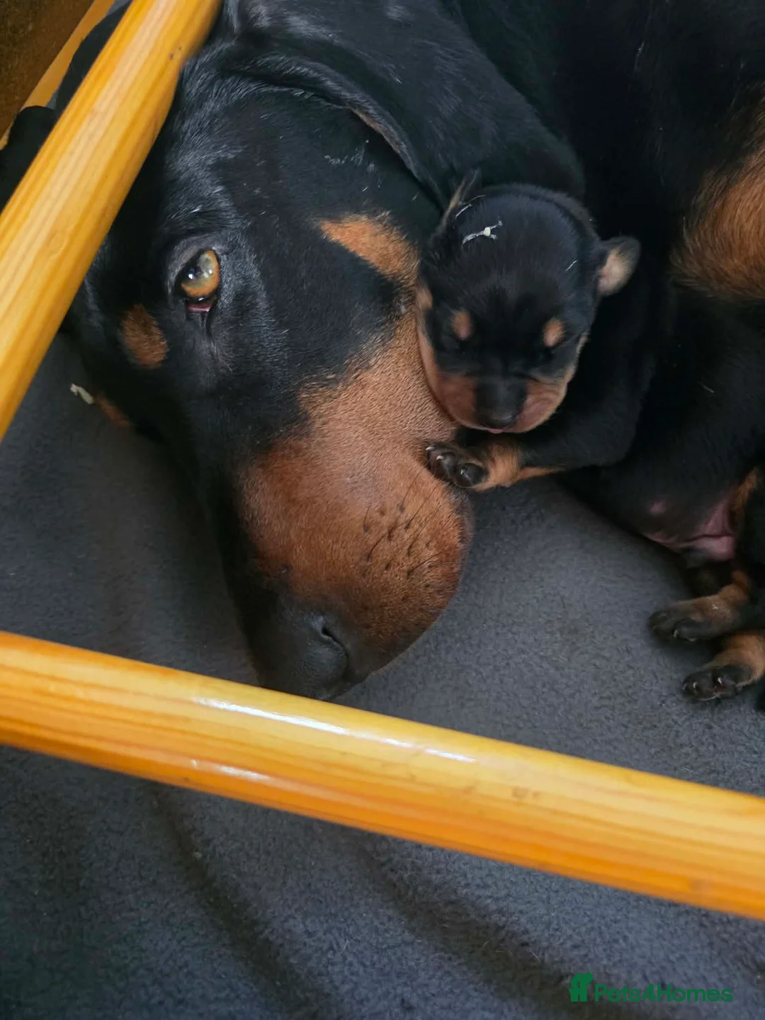 Mixed Breed dogs for sale: Lithuanian Hound puppies looking forever home in Peterborough - Advert 2