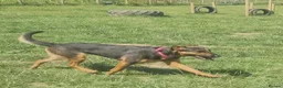 Mixed Breed dogs for adoption: AMELIA –   2 Years Old, Mixed Breed Girl  in Eastbourne - Advert 17