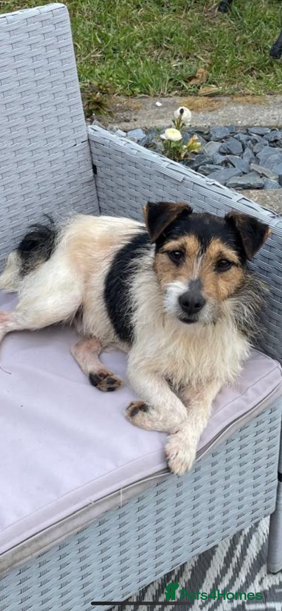 Jack Russell dogs for stud: Jack Russell  - Advert 1