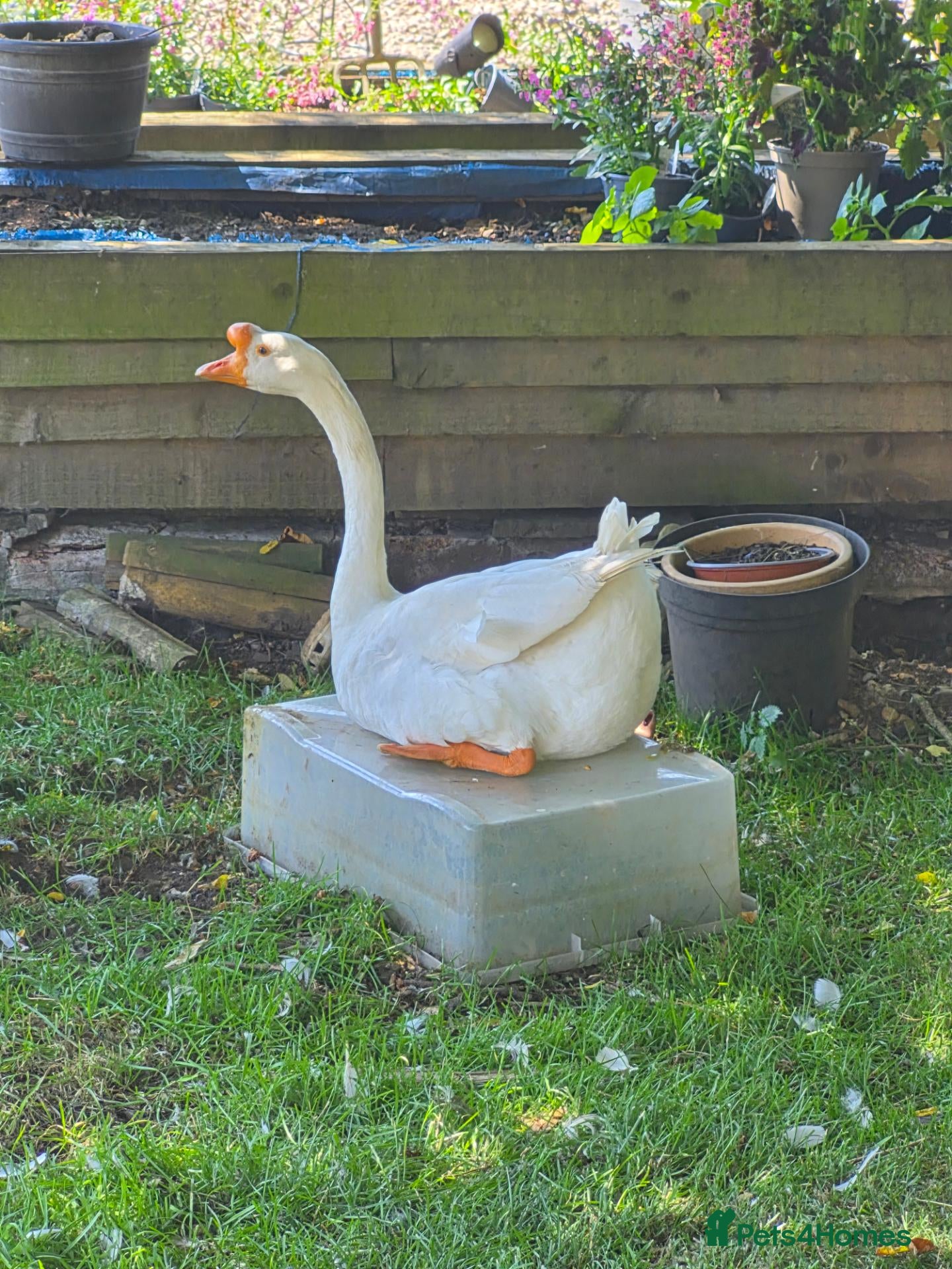 Geese poultry White Chinese geese  - Advert 9