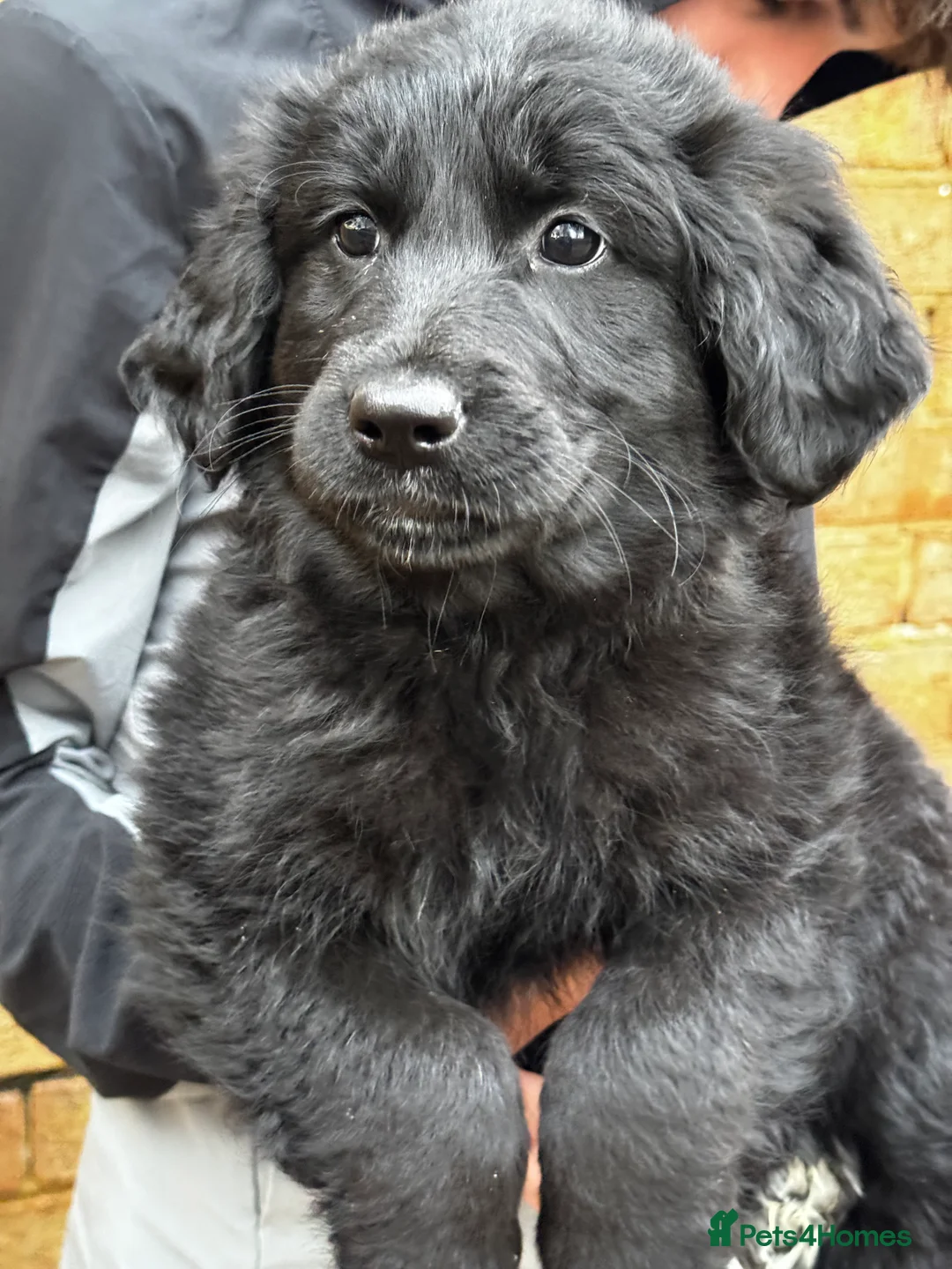 Mixed Breed dogs for sale: ⭐️ golden shepherd ⭐️ GIRLS ONLY - Advert 1