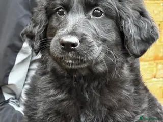 Mixed Breed dogs ⭐️ golden shepherd ⭐️ GIRLS ONLY - Advert 2