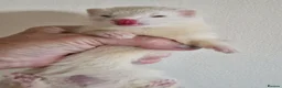 Ferret rodents for sale: Micro Ferrets - Advert 9