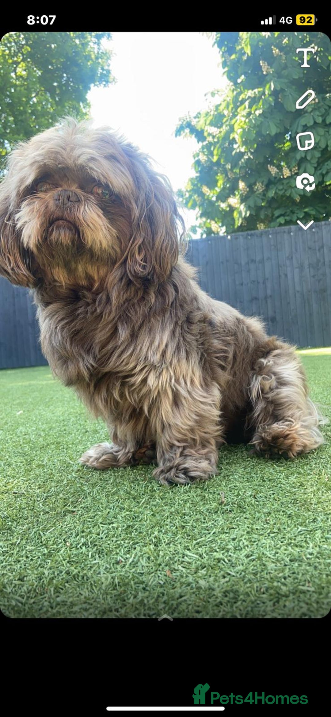 Shih Tzu dogs for stud: KC Karashishi Imperial Chocolate/Lavender Stud in Derby - Image 8