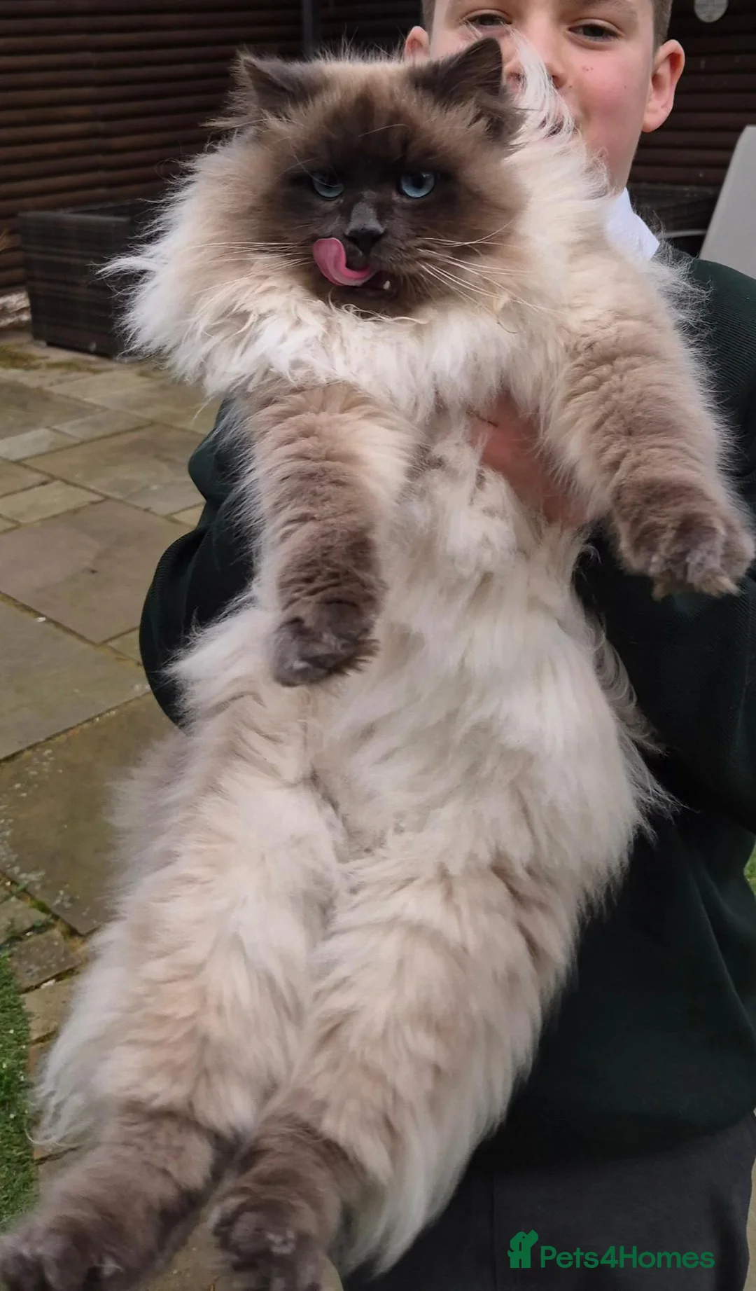 Siberian cats for sale: French imported Siberian  - Advert 2