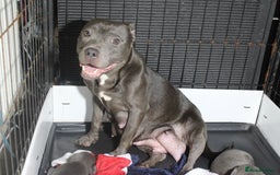 Staffordshire Bull Terrier dogs for sale: Stunning Blue staffy KC Registered Bullscaff Pups - Image 23