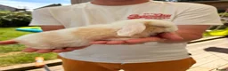 Mini Lop rabbits for sale: Mixed Mini Lop Bunnies - Advert 8