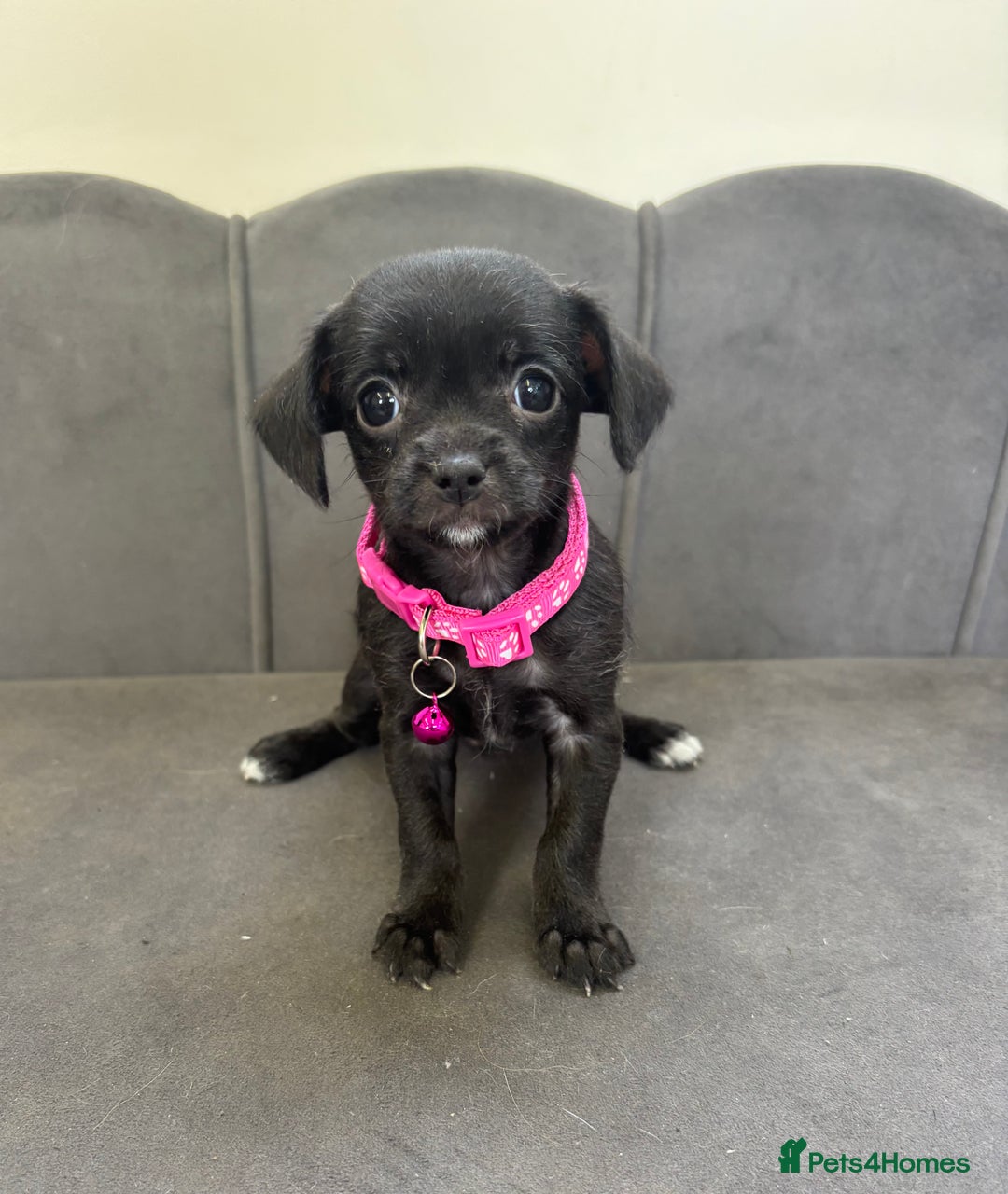 Chipoo dogs for sale: Stunning Chipoo Pups DNA Health Tested - Image 20
