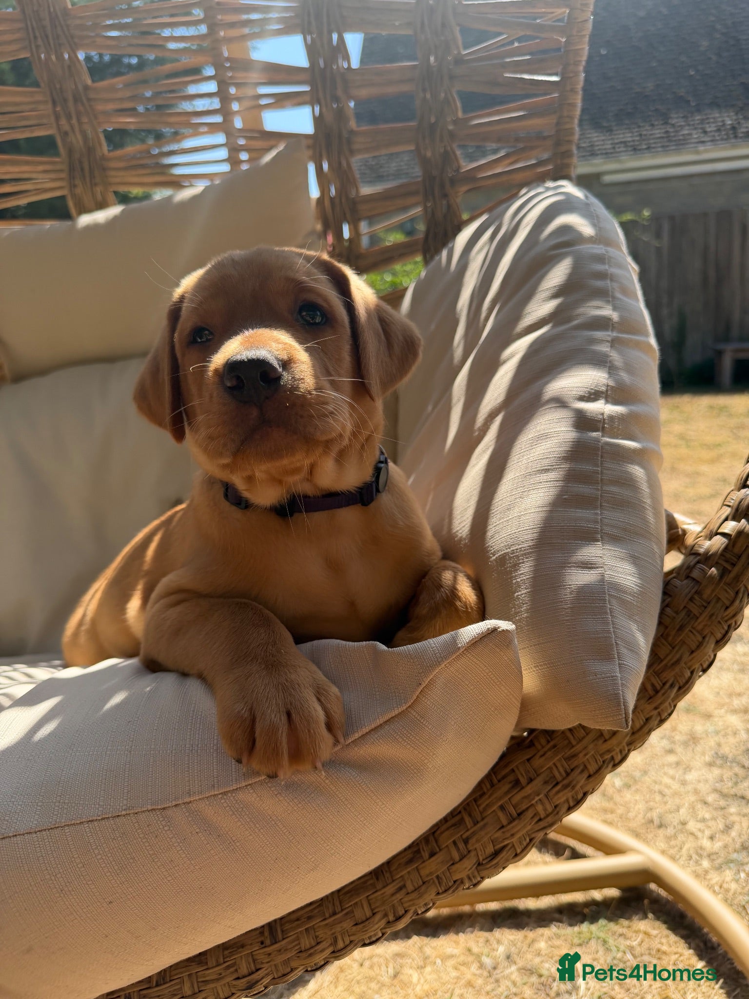 Labrador Retriever dogs 🐾Outstanding KC Fox Red Lab Puppies🐾 - Advert 13