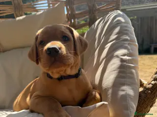 Labrador Retriever dogs 🐾Outstanding KC Fox Red Lab Puppies🐾 - Advert 13