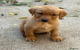 Labrador Retriever dogs for sale: KC registered red Labrador pups bitches only  - Image 1