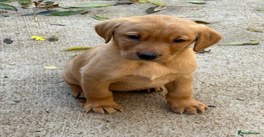 Labrador Retriever dogs - Advert 12