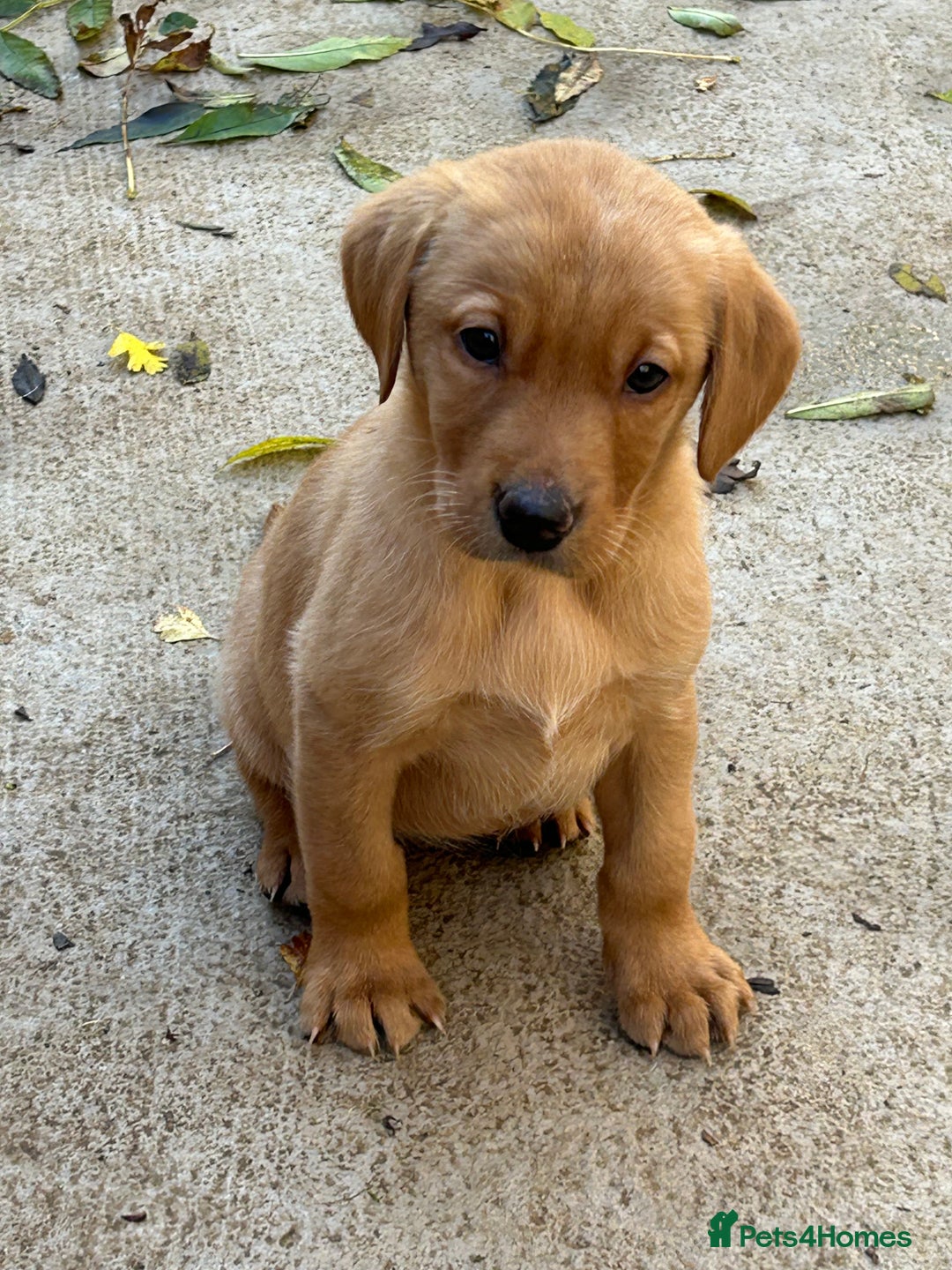 Labrador Retriever dogs for sale: KC registered red Labrador pups bitches only  - Image 1