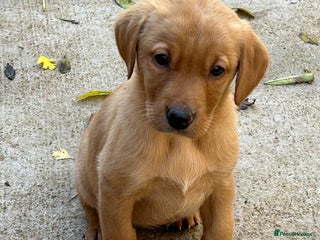 Labrador Retriever dogs - Advert 6