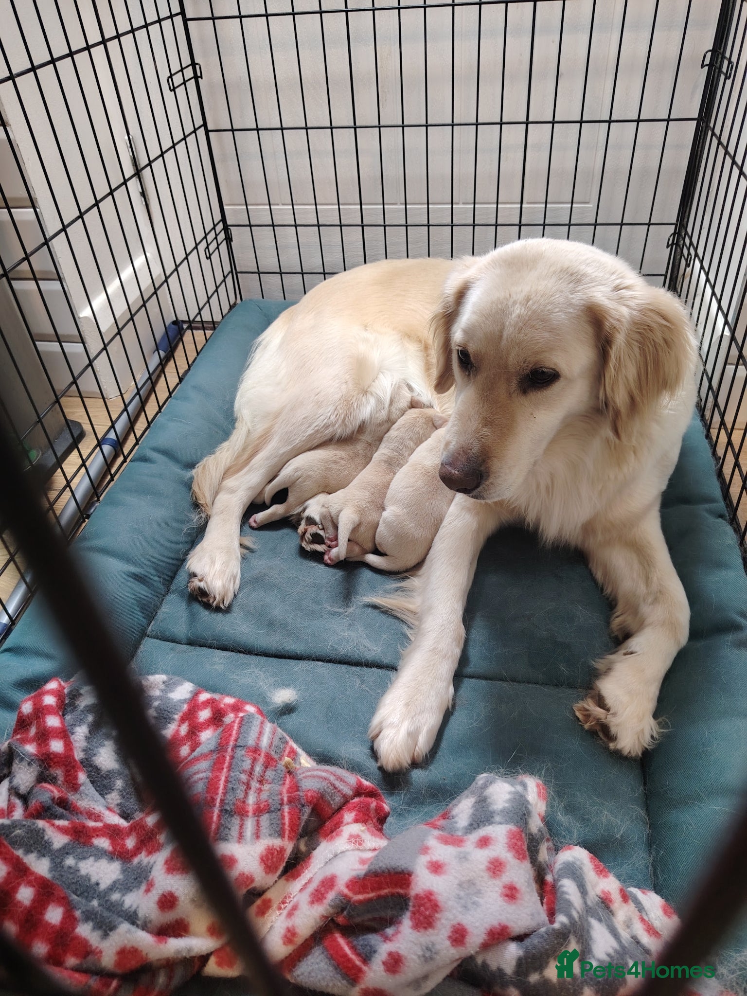 Goldador dogs for sale: Chunky lab x golden retriever puppies - Advert 1
