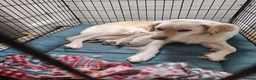 Goldador dogs for sale: Chunky lab x golden retriever puppies - Advert 1