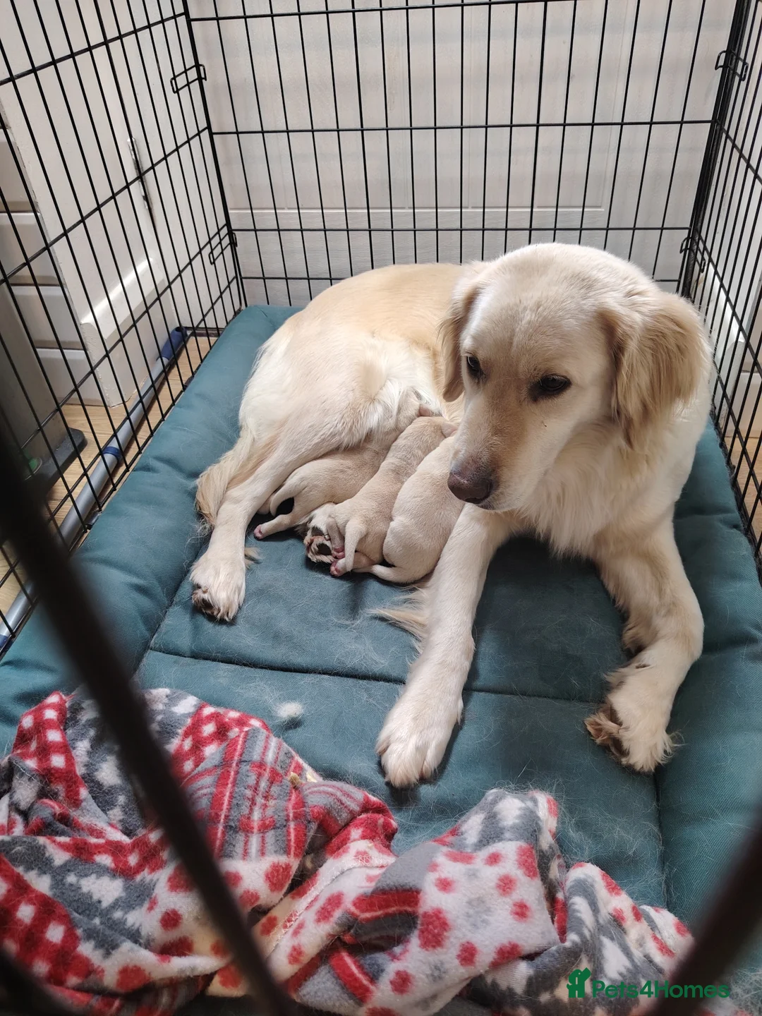 Goldador dogs for sale: Chunky lab x golden retriever puppies - Advert 1