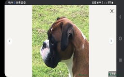 Boxer dogs for sale: Kc Boxer Puppies - Image 8