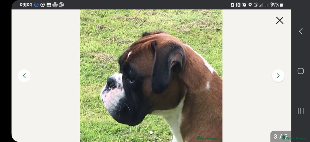 Boxer dogs for sale: Kc Boxer Puppies - Image 8