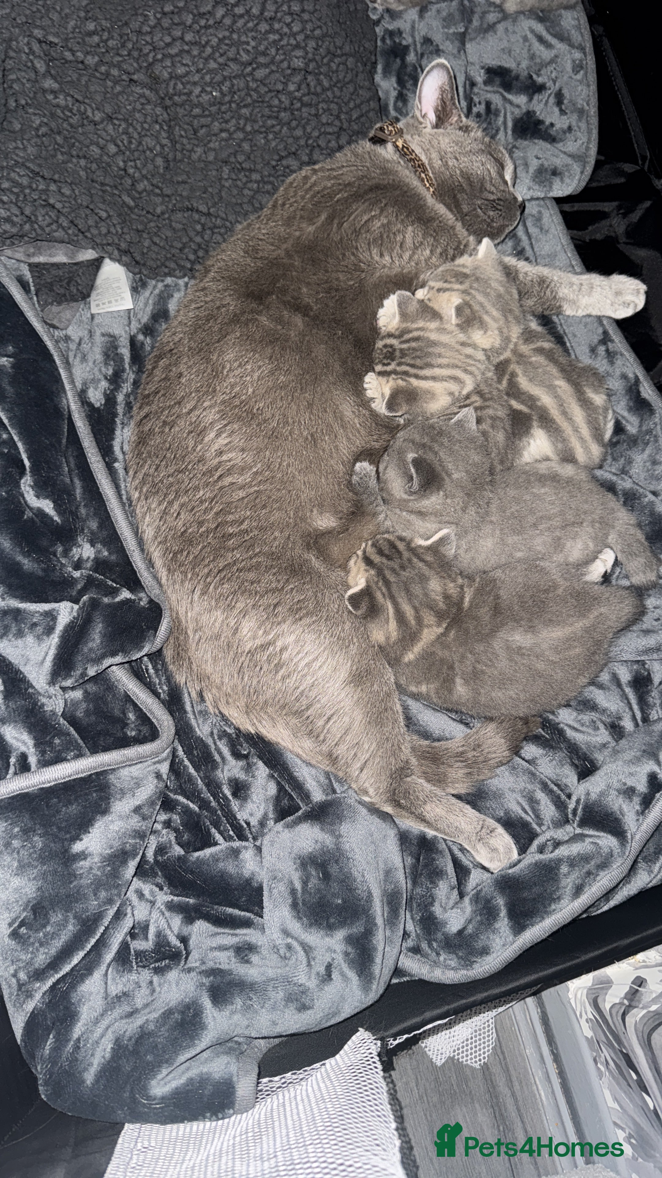 British Shorthair cats 👉 British Shorthair Kittens – Ready 14 Feb - Advert 1