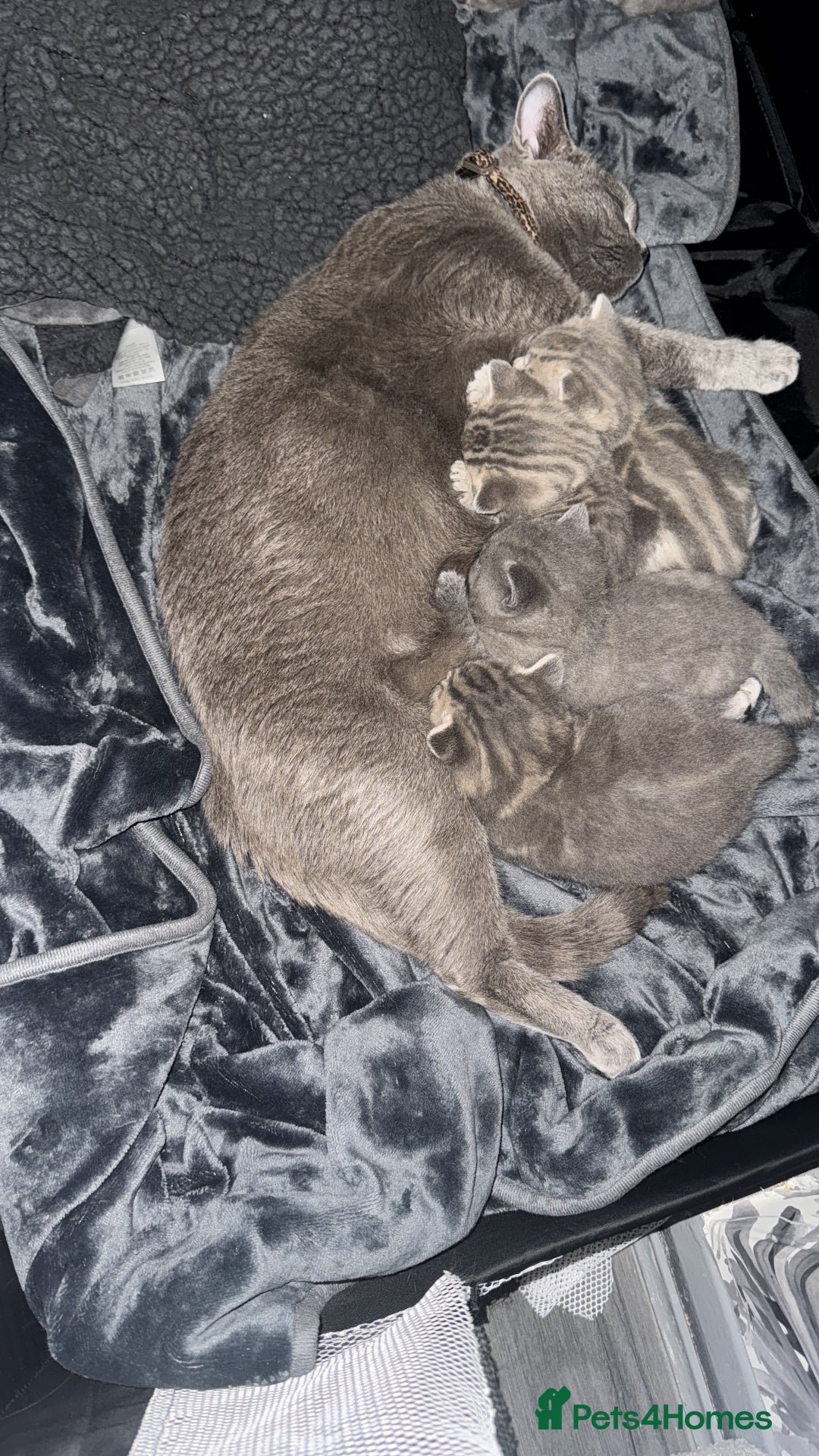 British Shorthair cats for sale: 👉 British Shorthair Kittens – Ready 14 Feb - Advert 1