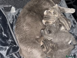 British Shorthair cats 👉 British Shorthair Kittens – Ready 14 Feb - Advert 6