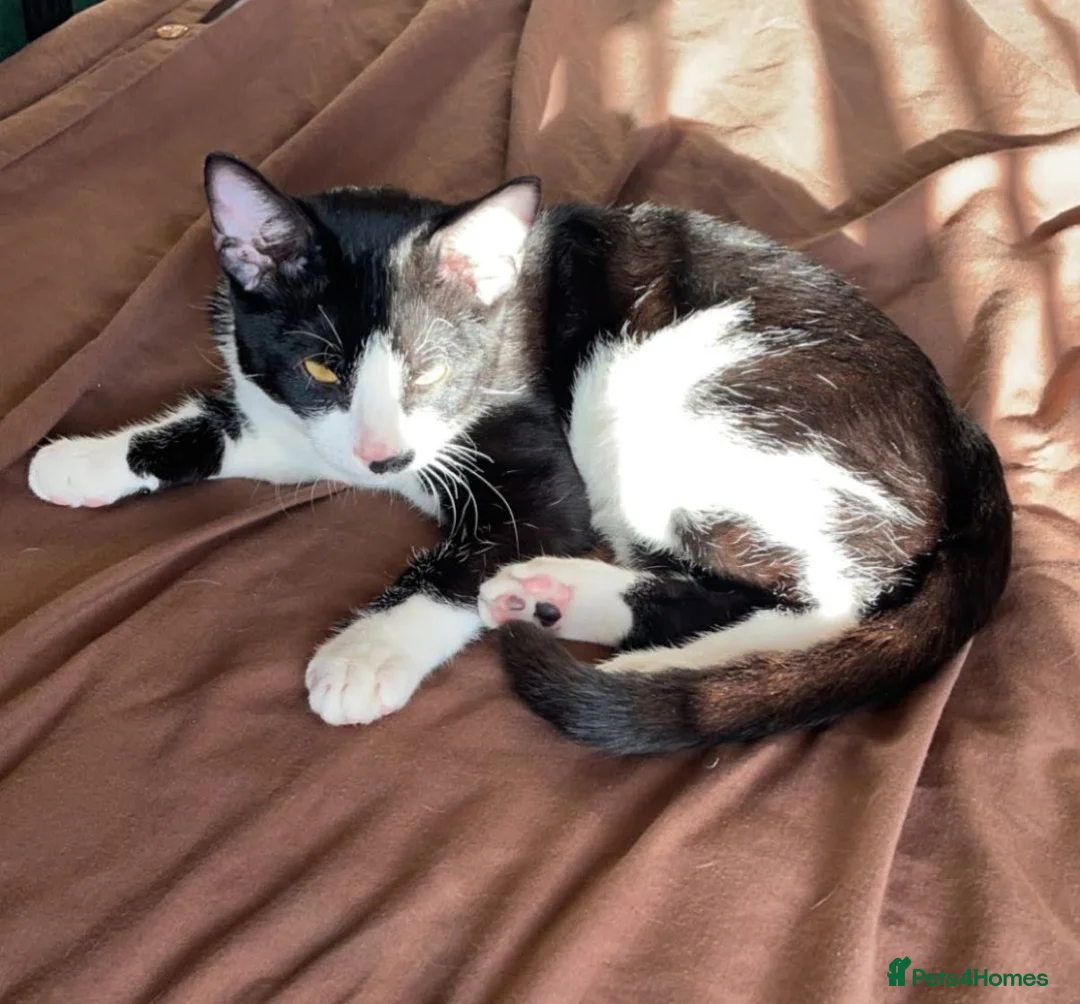 British Shorthair cats for sale: Black male cat  - Advert 2