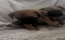 Border Terrier dogs for sale: 2 Lovely border pups - Image 13
