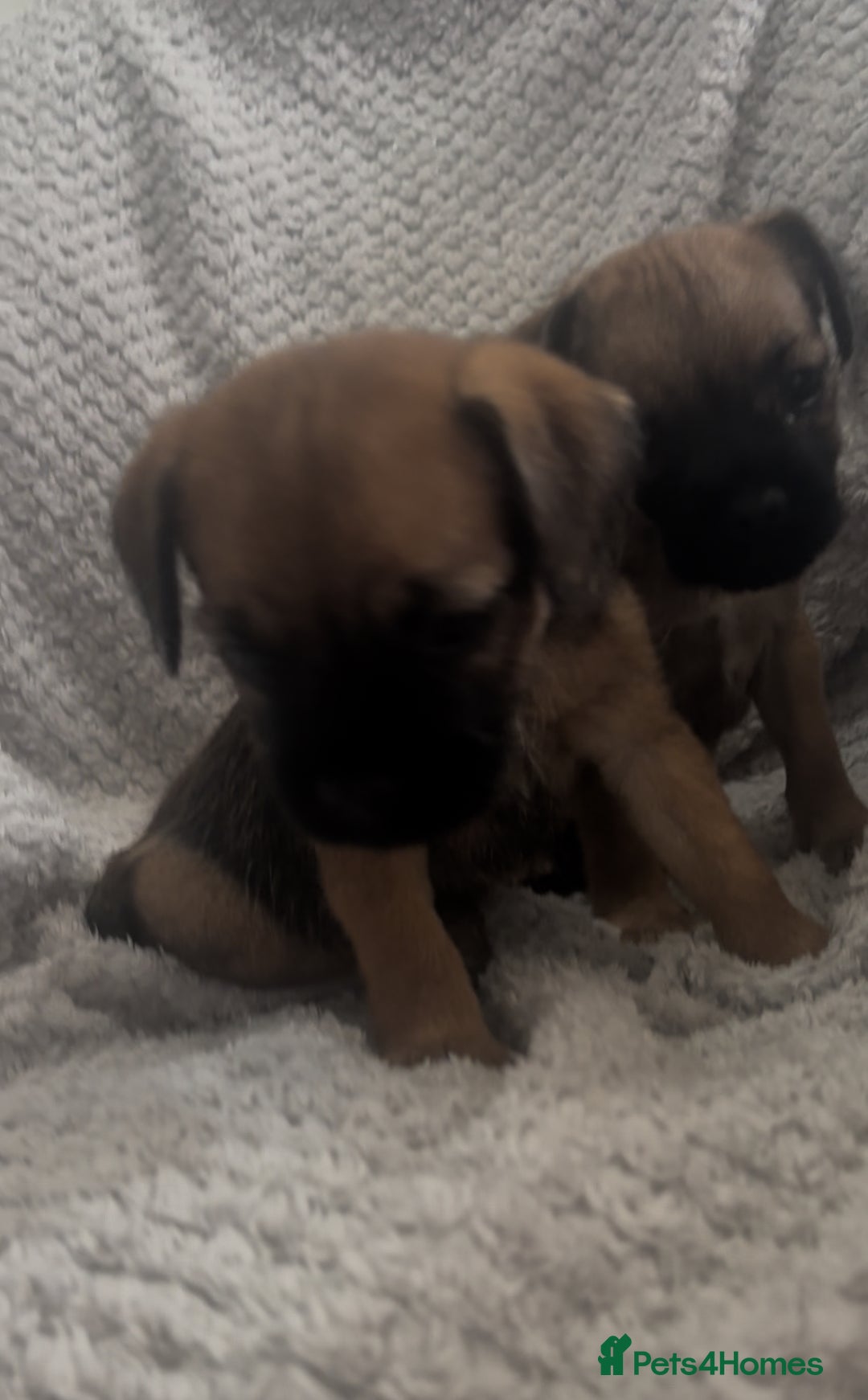 Border Terrier dogs for sale: 2 Lovely border pups - Image 13