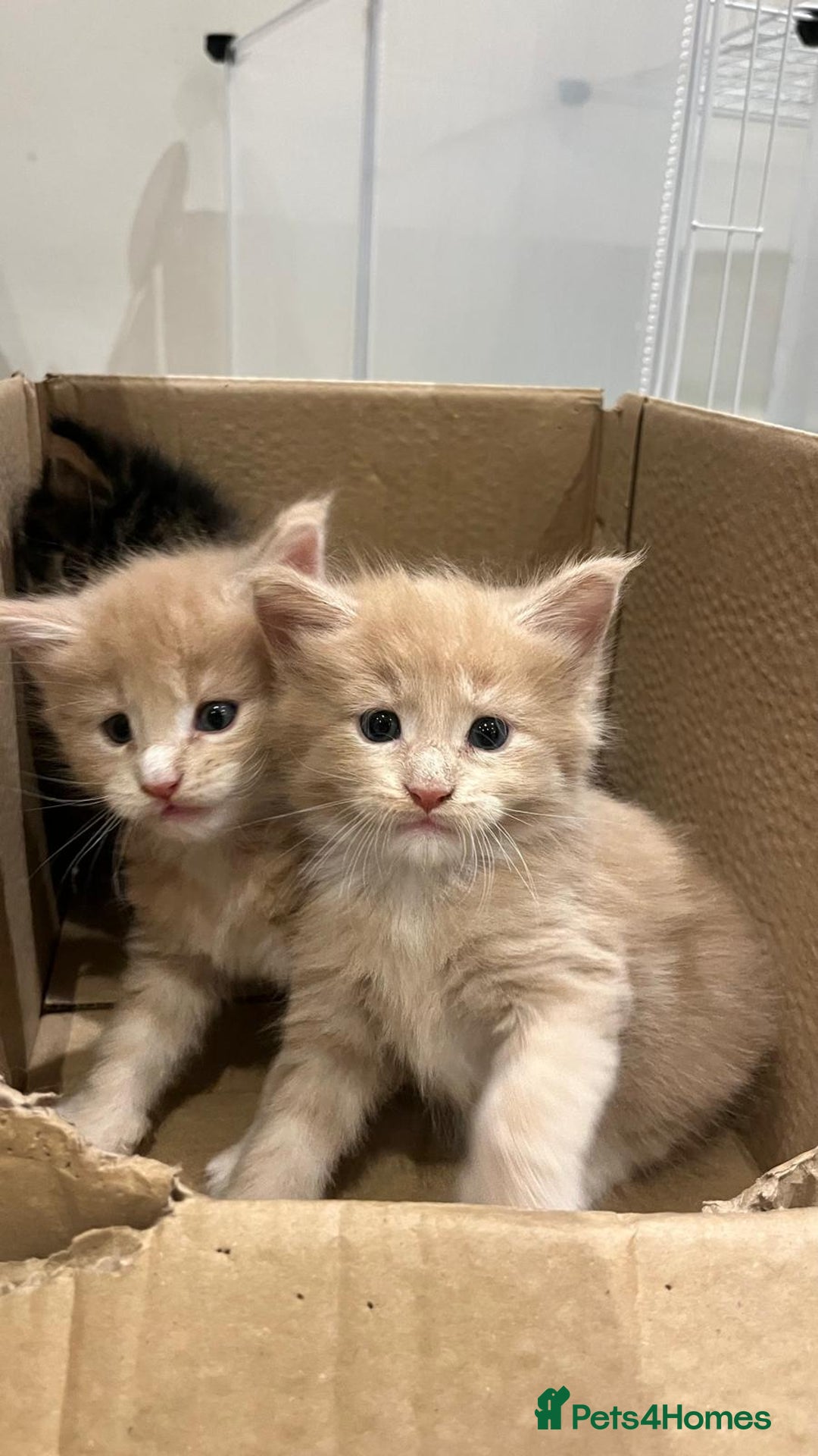 Maine Coon cats for sale: Pedigree Maine Coon Kittens - Advert 10