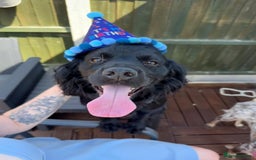 Cocker Spaniel dogs for sale: Beautiful Cocker Spaniel Puppies - Advert 25