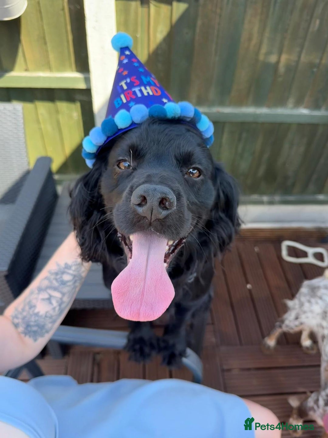 Cocker Spaniel dogs for sale: Beautiful Cocker Spaniel Puppies - Advert 25