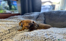 Miniature Dachshund dogs for sale: Stunning Miniature dachshund puppies  - Image 13