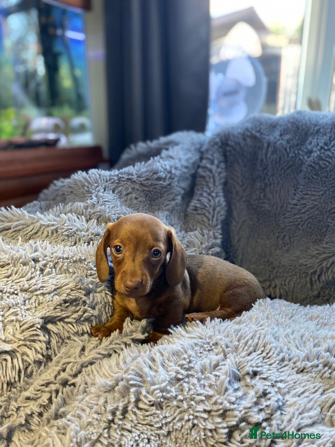 Miniature Dachshund dogs for sale: Stunning Miniature dachshund puppies  - Image 13