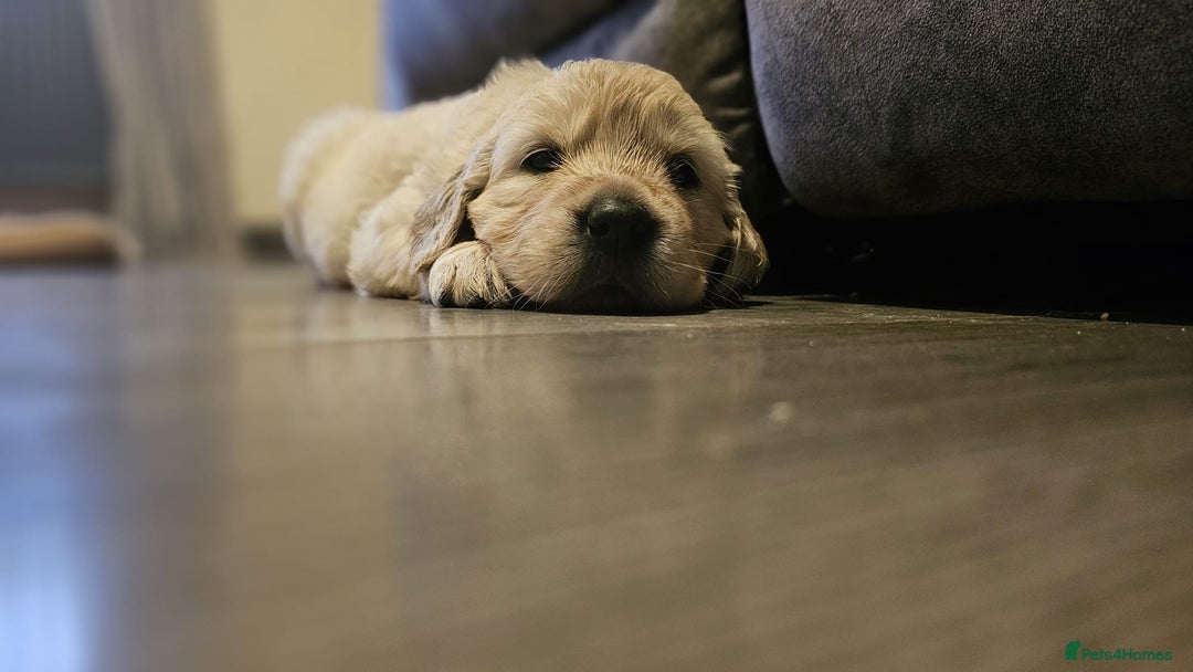 Golden Retriever dogs for sale: Golden retriever puppies - Image 10