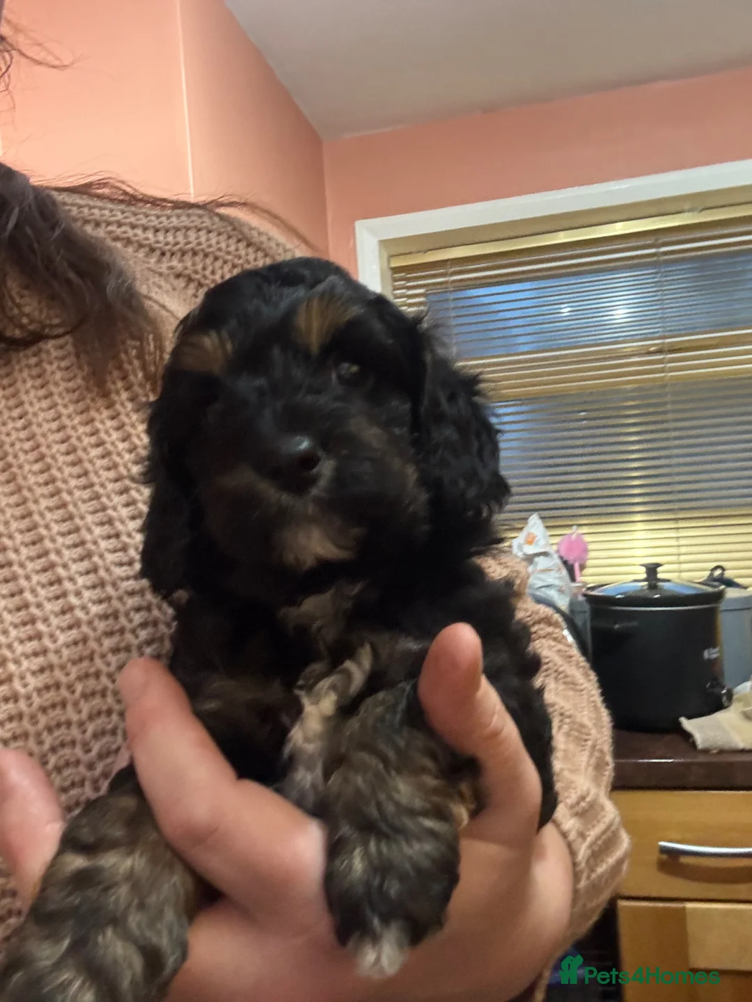 Cavapoo dogs for sale: Gorgeous cavapoo boy available - Advert 2