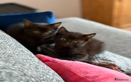Mixed Breed cats for sale: 3 Black Ghost Tabby Kittens - Image 10