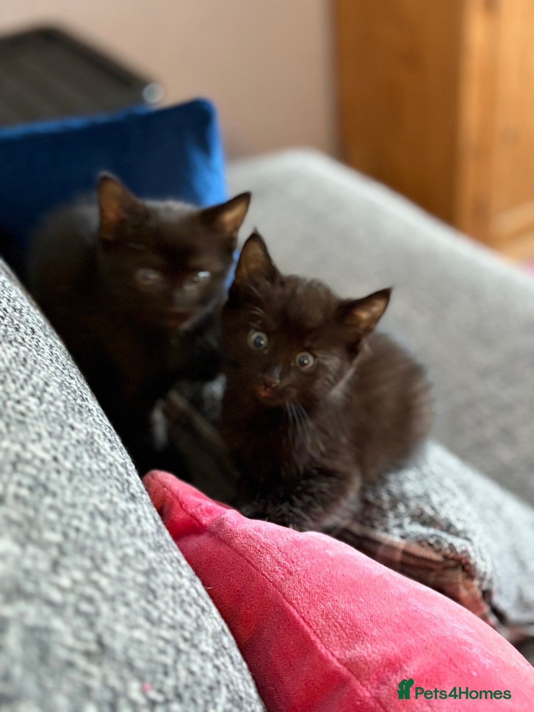 Mixed Breed cats for sale: 3 Black Ghost Tabby Kittens - Image 10