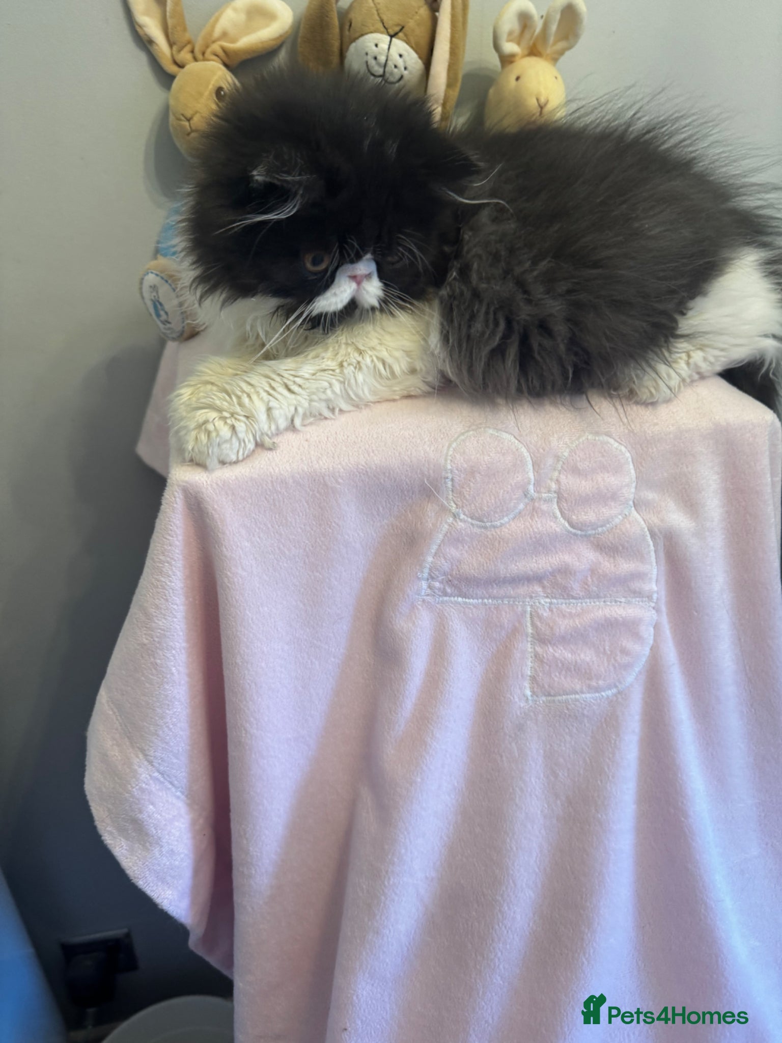 Persian cats PERSIAN KITTENS FOR SALE  - Advert 3