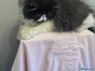 Persian cats PERSIAN KITTENS FOR SALE - Advert 3