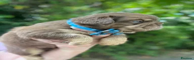 Rojo Tan boy carrying blue and cream 