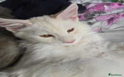Maine Coon cats for sale: MAINE COON TICA REGISTERED KITTENS READY NOW  - Image 10