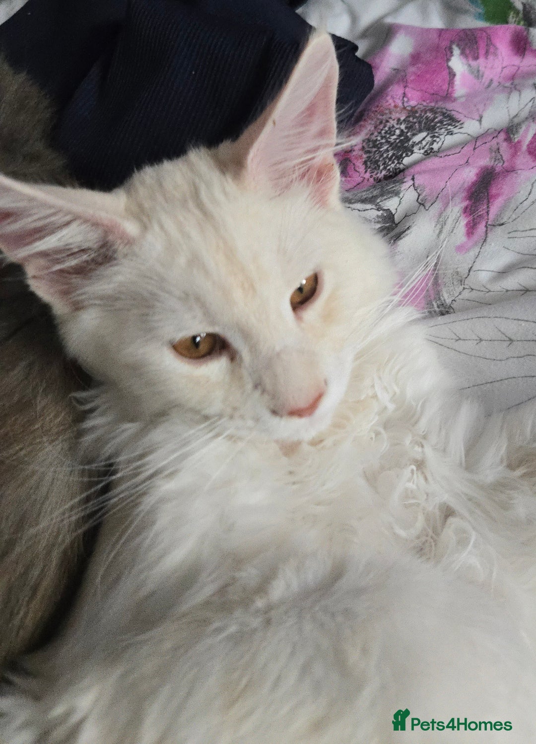 Maine Coon cats for sale: MAINE COON TICA REGISTERED KITTENS READY NOW  - Image 10