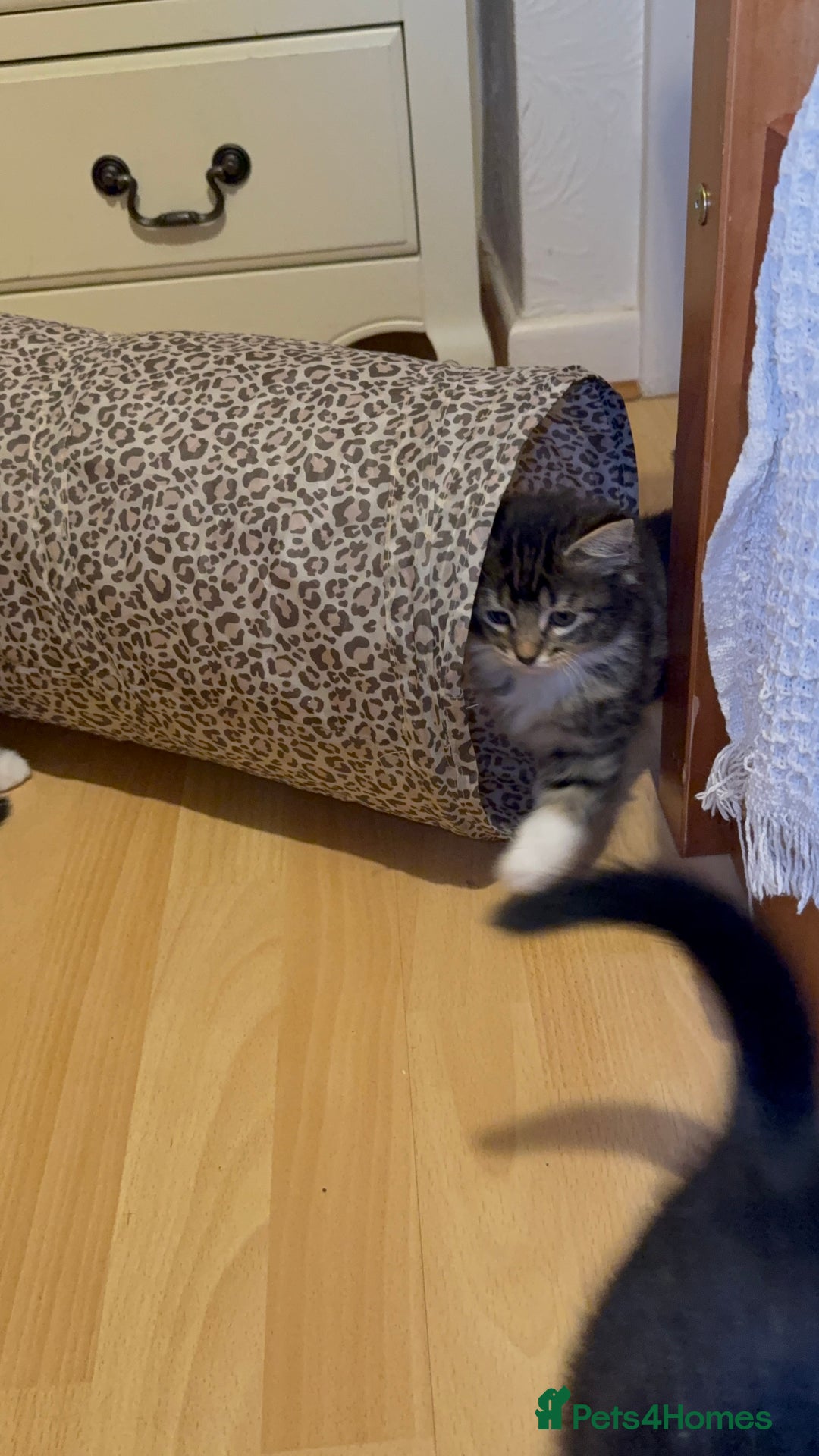 Mixed Breed cats for sale: 3 adorable male kittens  - Image 5