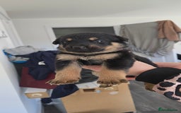 Mixed Breed dogs for sale: Rottweiler × german shepherd puppies - Image 17